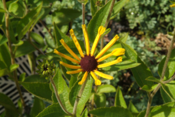 Rudbeckia subtomentosa 'Henry Eilers' Zonnehoed bestellen